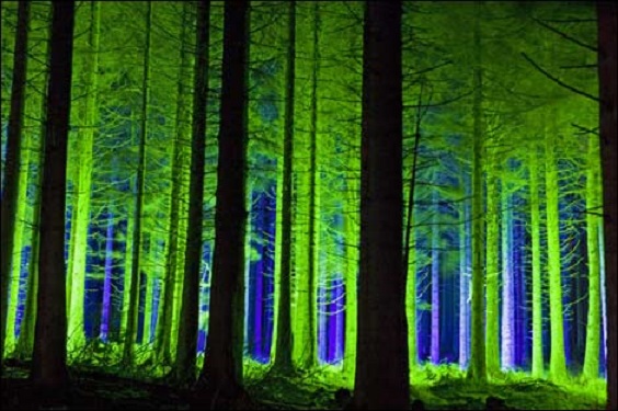 Kiedler forest night2.jpg