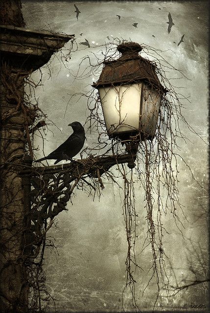The lamp light and raven.jpg