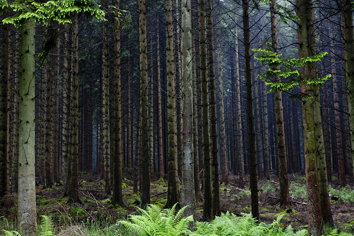 Kiedler forest trees1.jpg