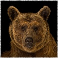 Arkadi brown bear.jpg