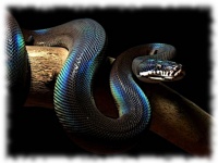 Phython serpent.jpg
