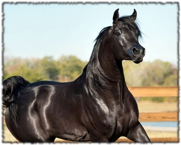 Horse Malik-Adham.jpg